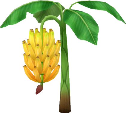 bananenpalme.png