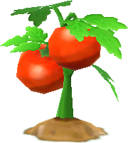 tomaten_feldpflanze_.png