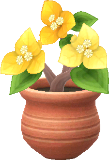 gelb-drillingsblumen_topfpflanze_.png