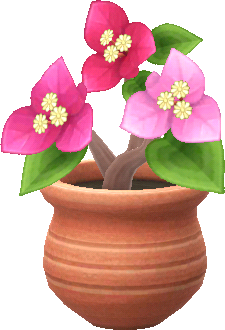 rosa-drillingsblumen_topfpflanze_.png