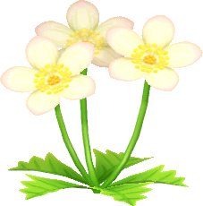 weiss-butterblumen.png