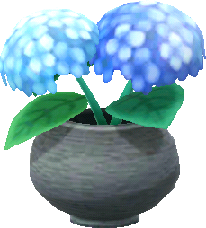 blau-hortensien_topfpflanze_.png