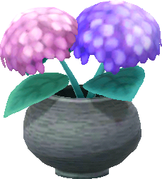 lila-hortensien_topfpflanze_.png