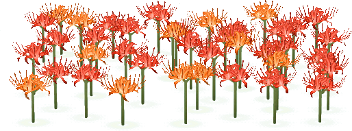 spinnenlilien-beet.png