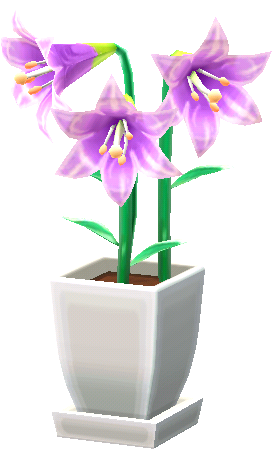 violett-glaslilien_topfpflanze_.png
