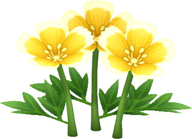 gelb-eierblumen.png