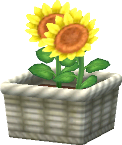 gelb-sonnenblumen_topfpflanze_.png