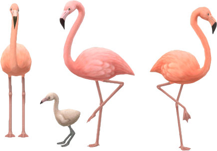 flamingofamilie.png