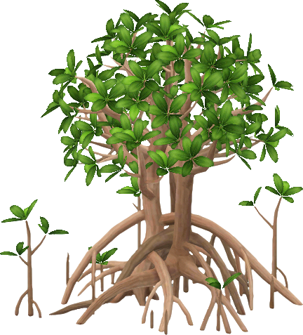 mangrovenbaum.png