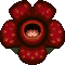 Rafflesia entsteht bei zu viel Unkraut